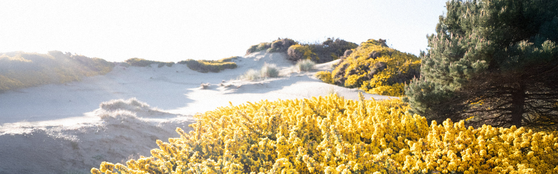 Vibrant yellow gorse in full bloom spills over coastal sand dunes beneath a bright hazy sky, evoking the arrival of spring golf season.